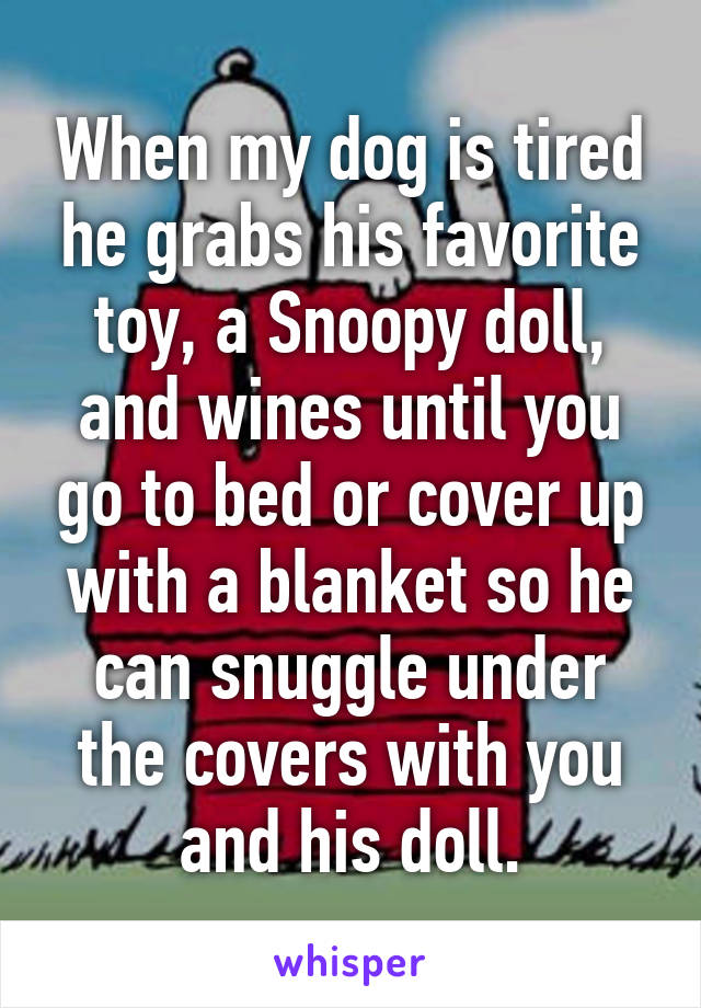 When my dog is tired he grabs his favorite toy, a Snoopy doll, and wines until you go to bed or cover up with a blanket so he can snuggle under the covers with you and his doll.