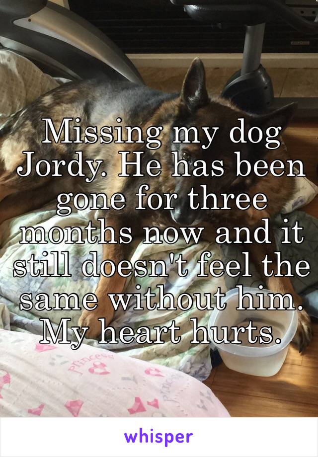 Missing my dog Jordy. He has been gone for three months now and it still doesn't feel the same without him. My heart hurts. 