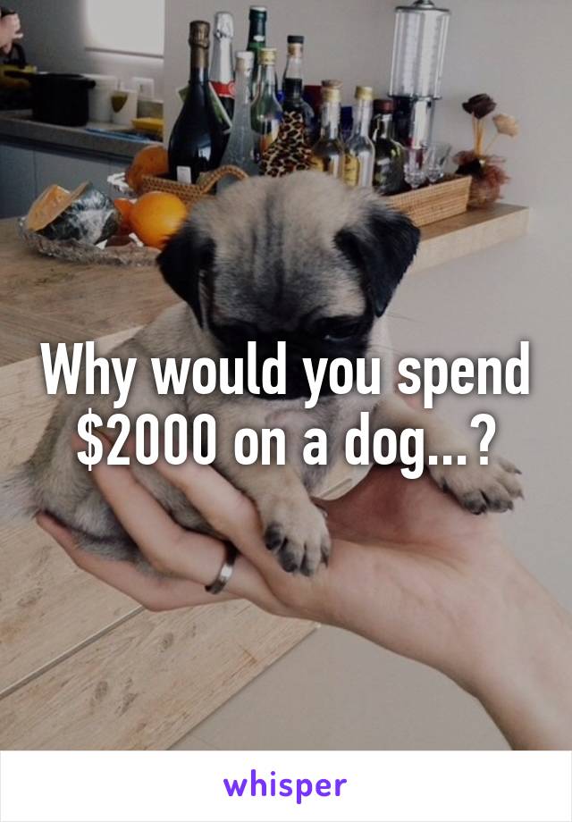 Why would you spend $2000 on a dog...?