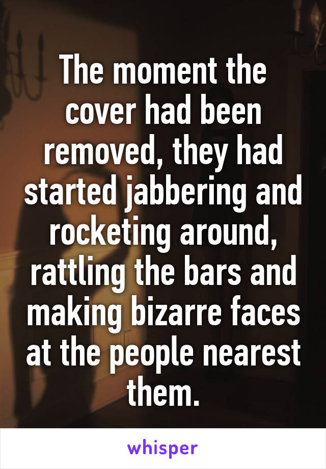 The moment the cover had been removed, they had started jabbering and rocketing around, rattling the bars and making bizarre faces at the people nearest them.