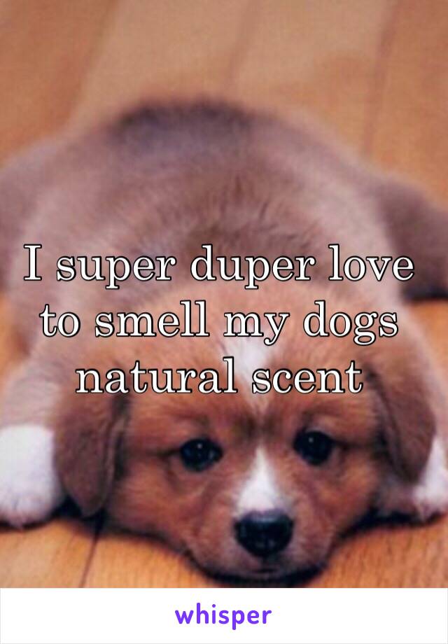 I super duper love to smell my dogs natural scent 