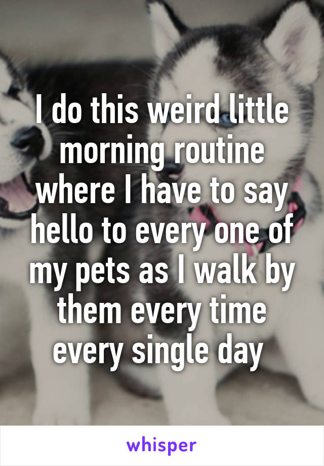 I do this weird little morning routine where I have to say hello to every one of my pets as I walk by them every time every single day 