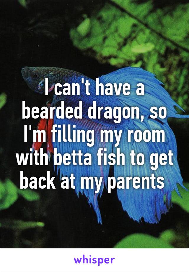 I can't have a bearded dragon, so I'm filling my room with betta fish to get back at my parents 