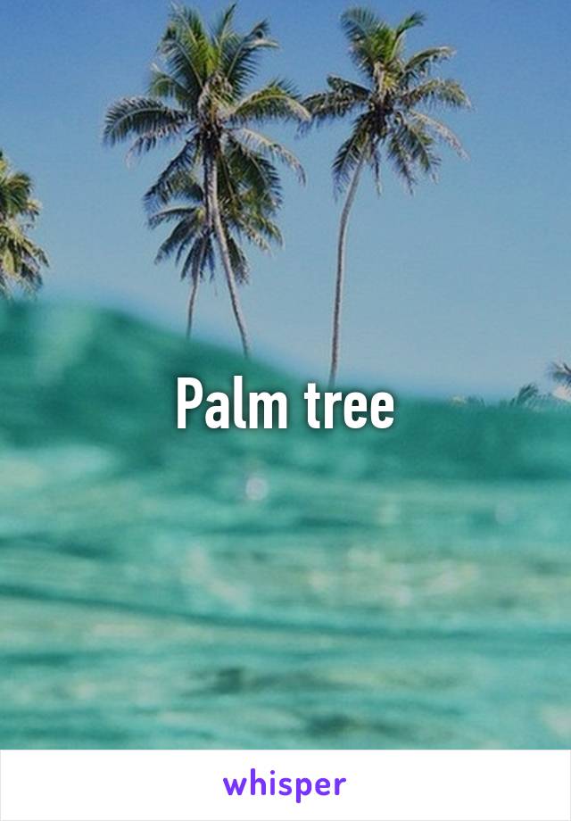 Palm tree