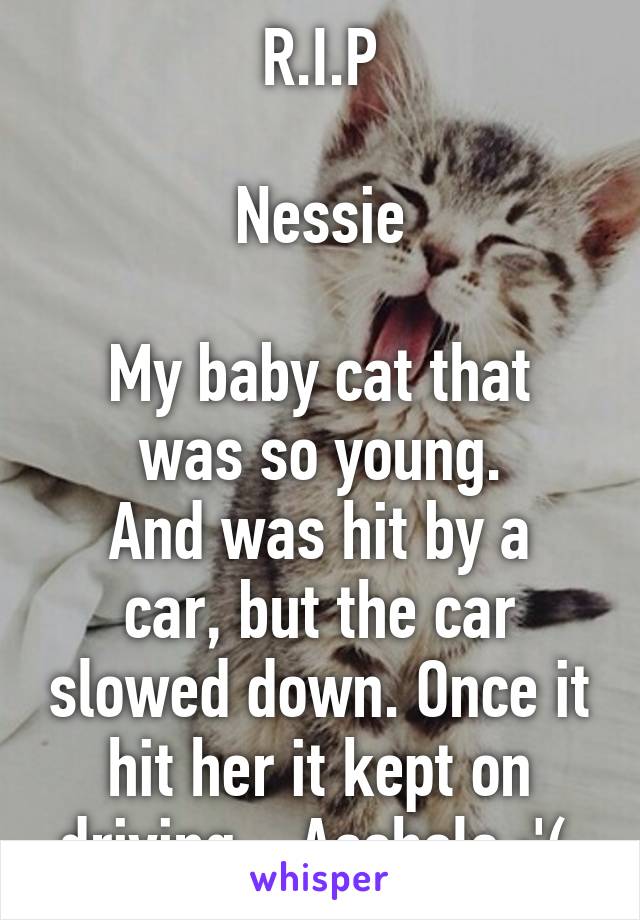 R.I.P

Nessie

My baby cat that was so young.
And was hit by a car, but the car slowed down. Once it hit her it kept on driving... Asshole :'( 