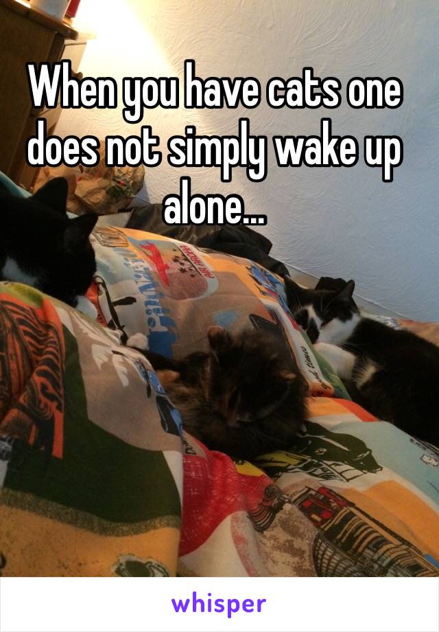 When you have cats one does not simply wake up alone...