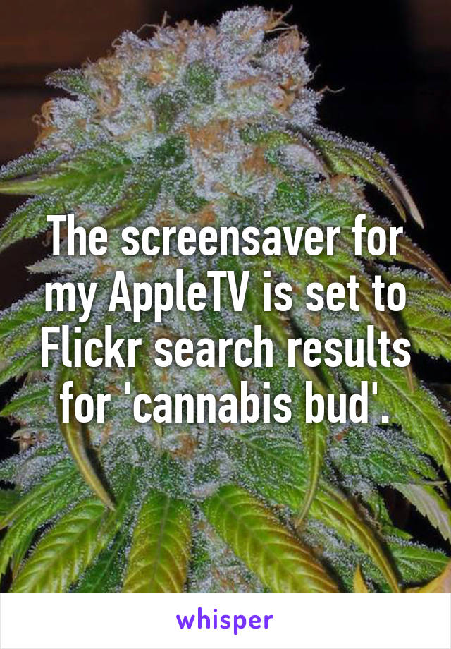 The screensaver for my AppleTV is set to Flickr search results for 'cannabis bud'.