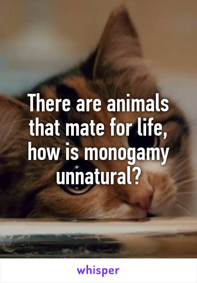 There are animals that mate for life, how is monogamy unnatural?