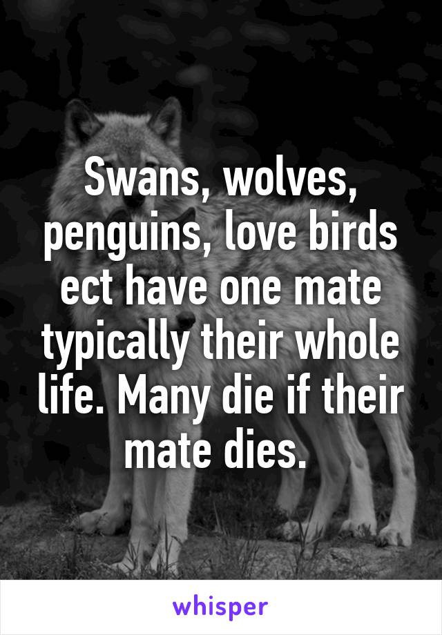 Swans, wolves, penguins, love birds ect have one mate typically their whole life. Many die if their mate dies. 