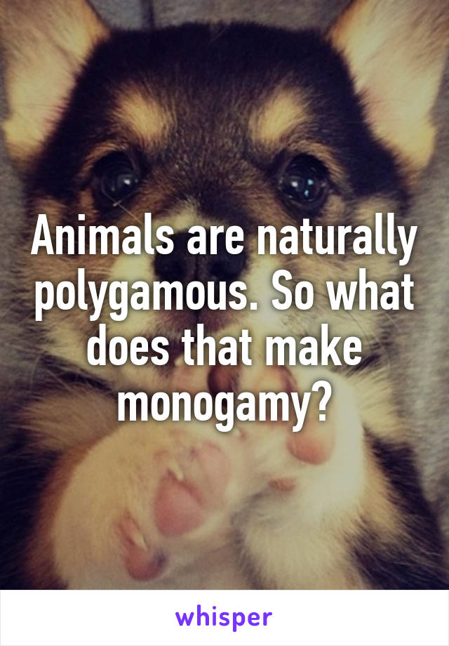 Animals are naturally polygamous. So what does that make monogamy?