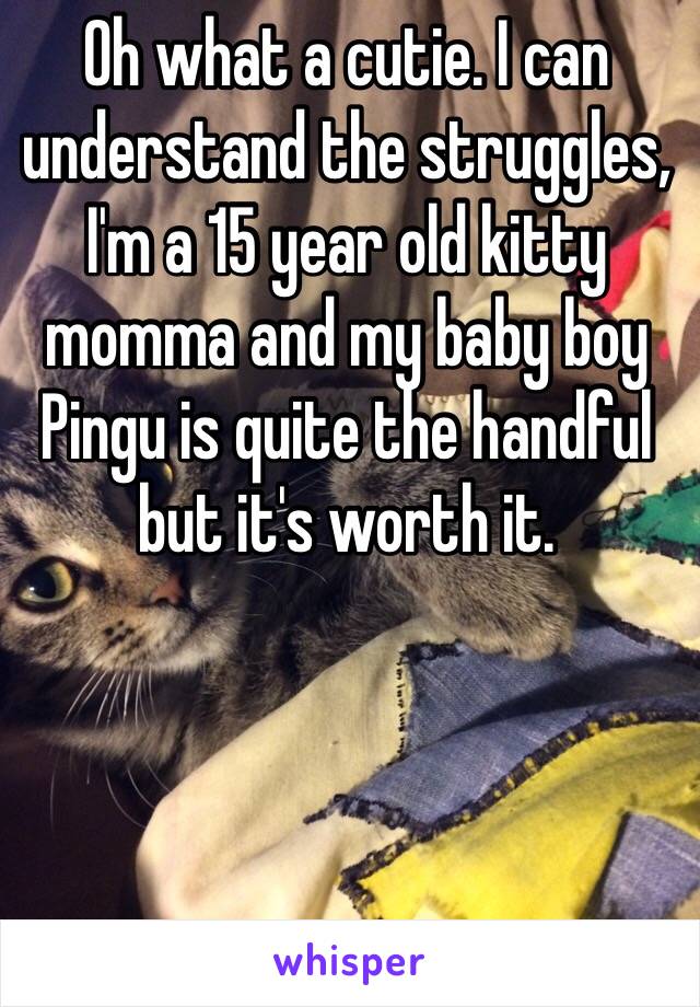 Oh what a cutie. I can understand the struggles, I'm a 15 year old kitty momma and my baby boy Pingu is quite the handful but it's worth it. 
