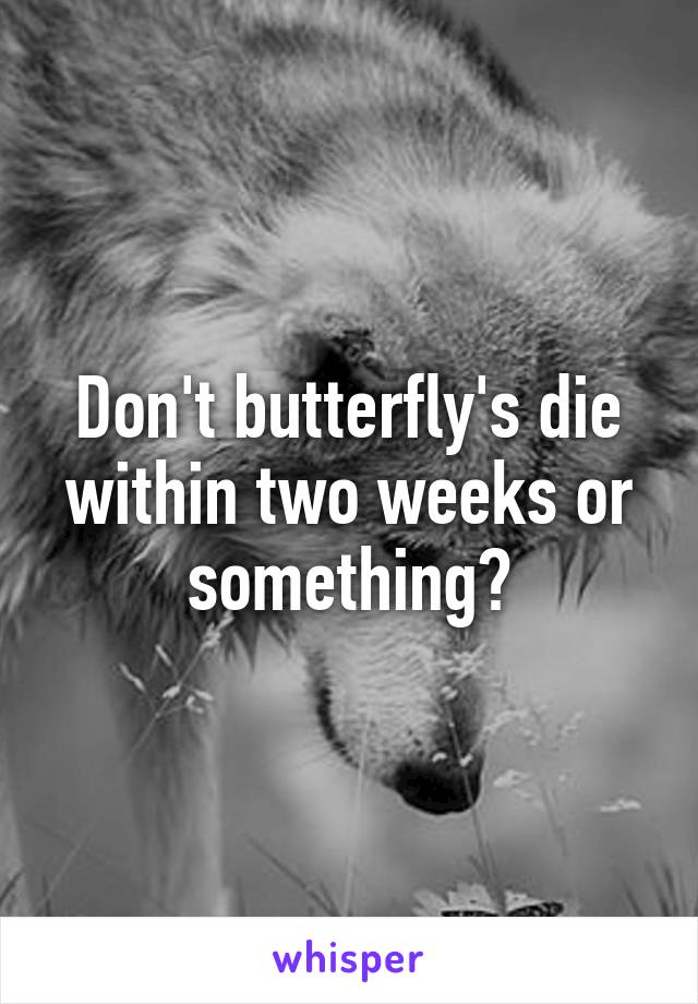Don't butterfly's die within two weeks or something?