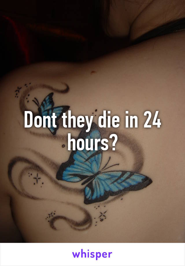 Dont they die in 24 hours?