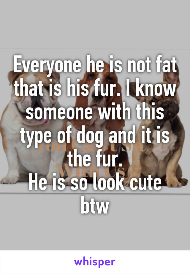 Everyone he is not fat that is his fur. I know someone with this type of dog and it is the fur.
He is so look cute btw