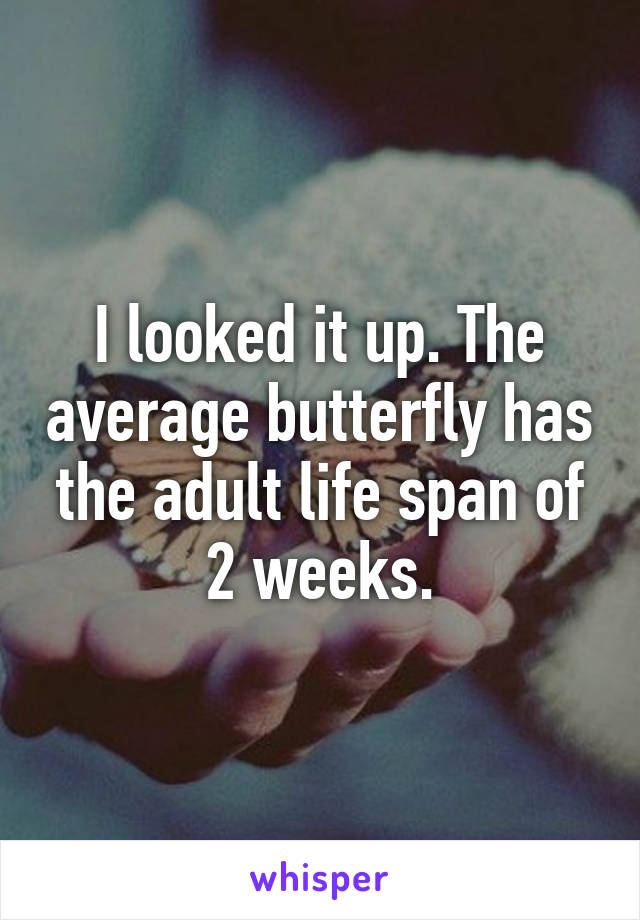 I looked it up. The average butterfly has the adult life span of 2 weeks.