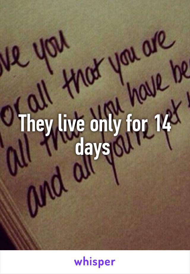 They live only for 14 days 