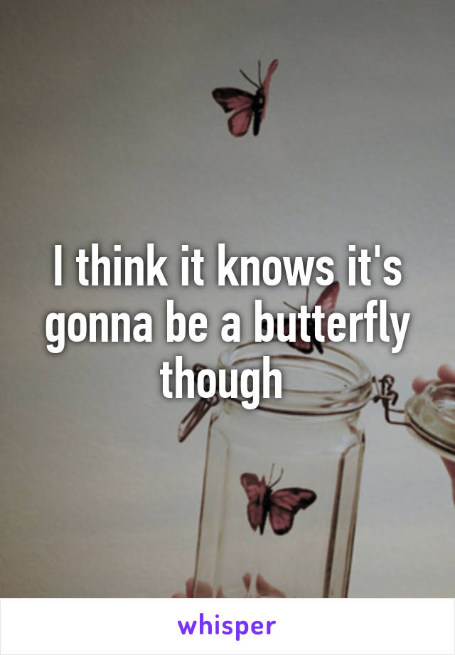 I think it knows it's gonna be a butterfly though 