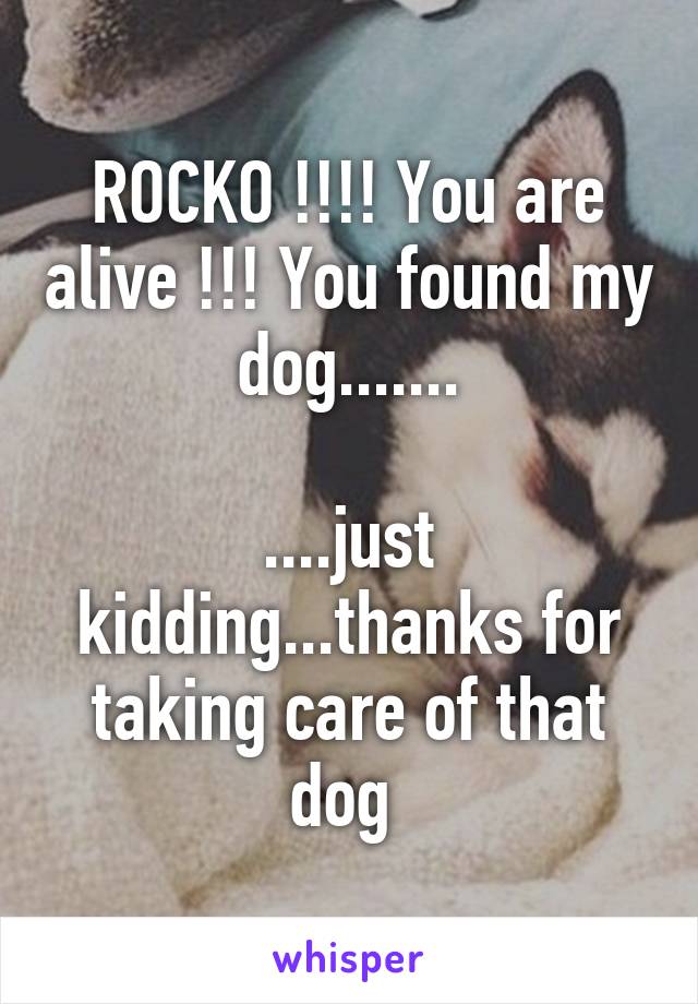 ROCKO !!!! You are alive !!! You found my dog.......

....just kidding...thanks for taking care of that dog 