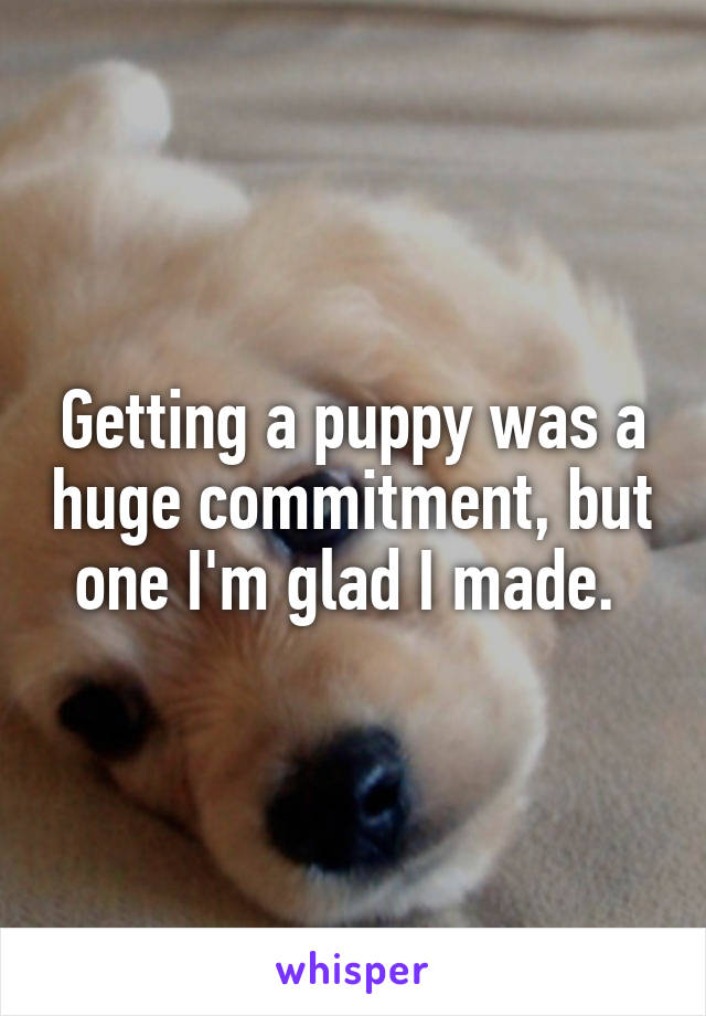 Getting a puppy was a huge commitment, but one I'm glad I made. 