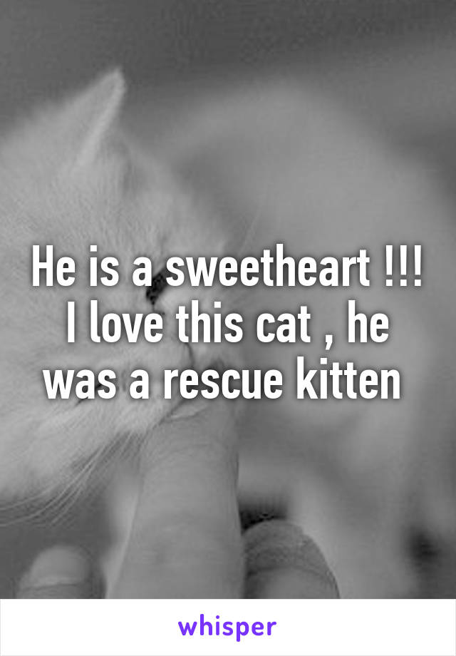He is a sweetheart !!! I love this cat , he was a rescue kitten 