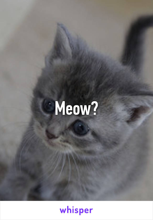 Meow?