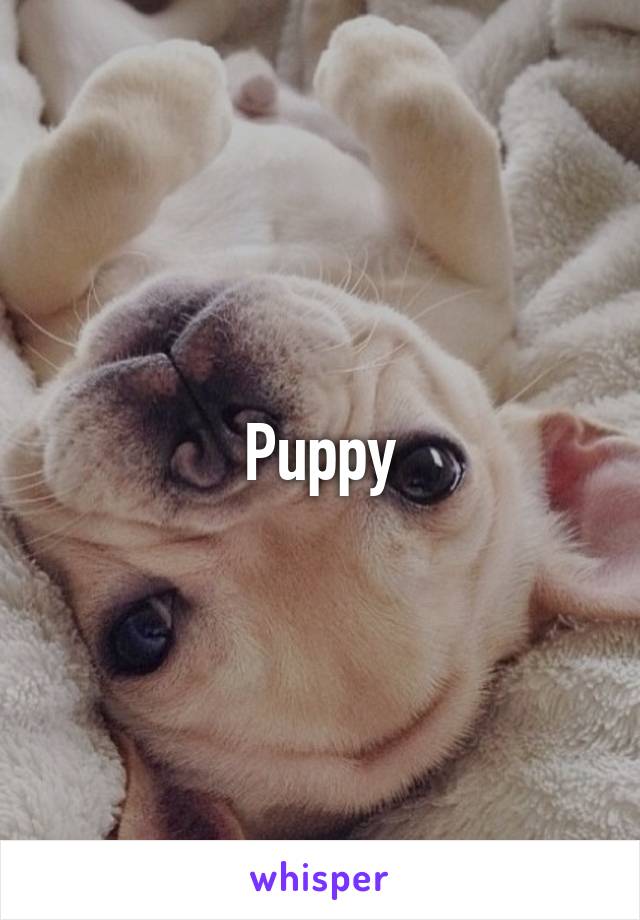 Puppy