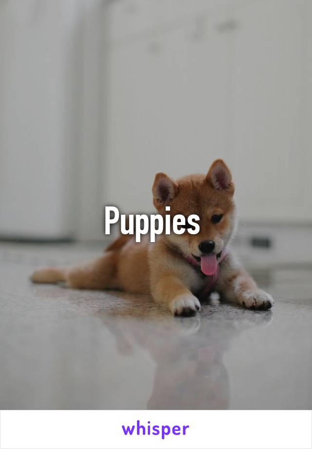 Puppies 