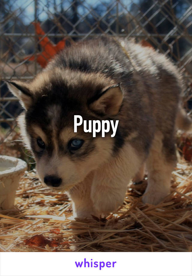 Puppy
