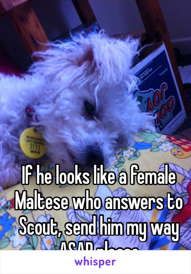 If he looks like a female Maltese who answers to Scout, send him my way ASAP please