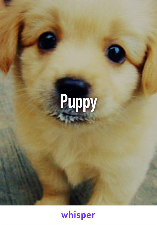 Puppy
