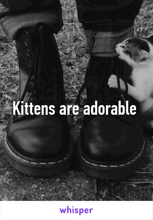 Kittens are adorable 