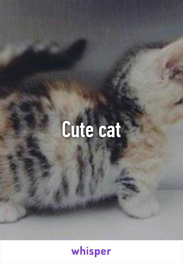 Cute cat