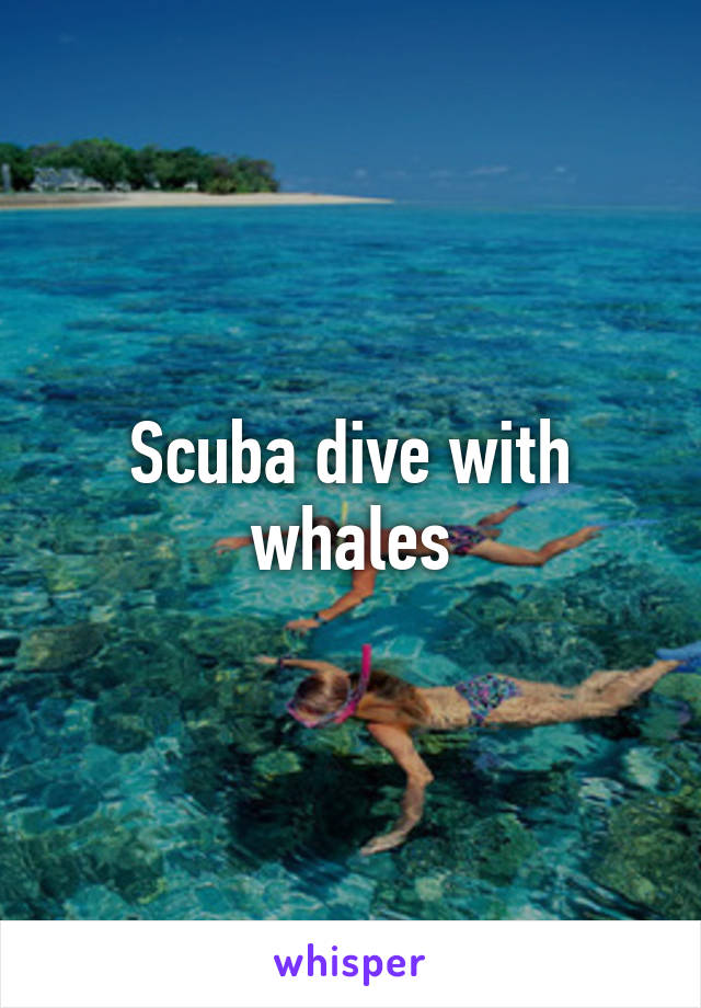 Scuba dive with whales