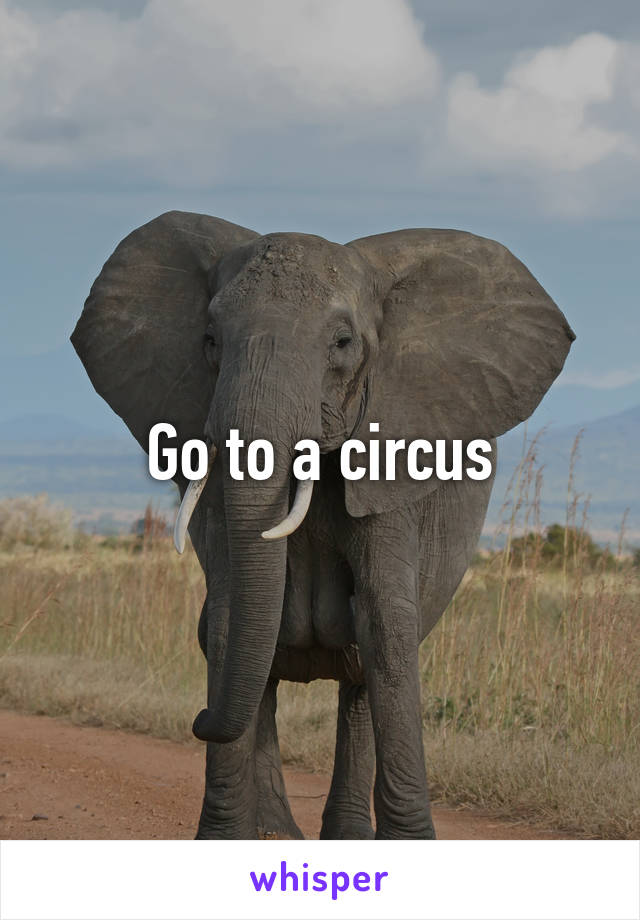 Go to a circus