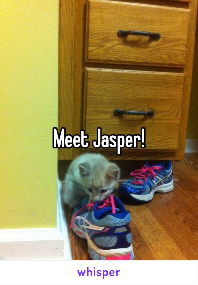 Meet Jasper!