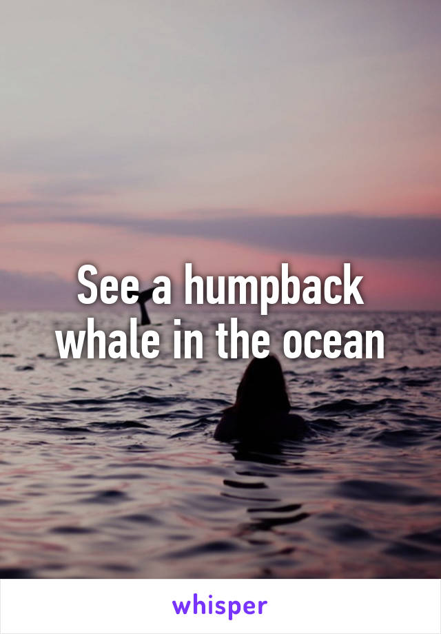 See a humpback whale in the ocean