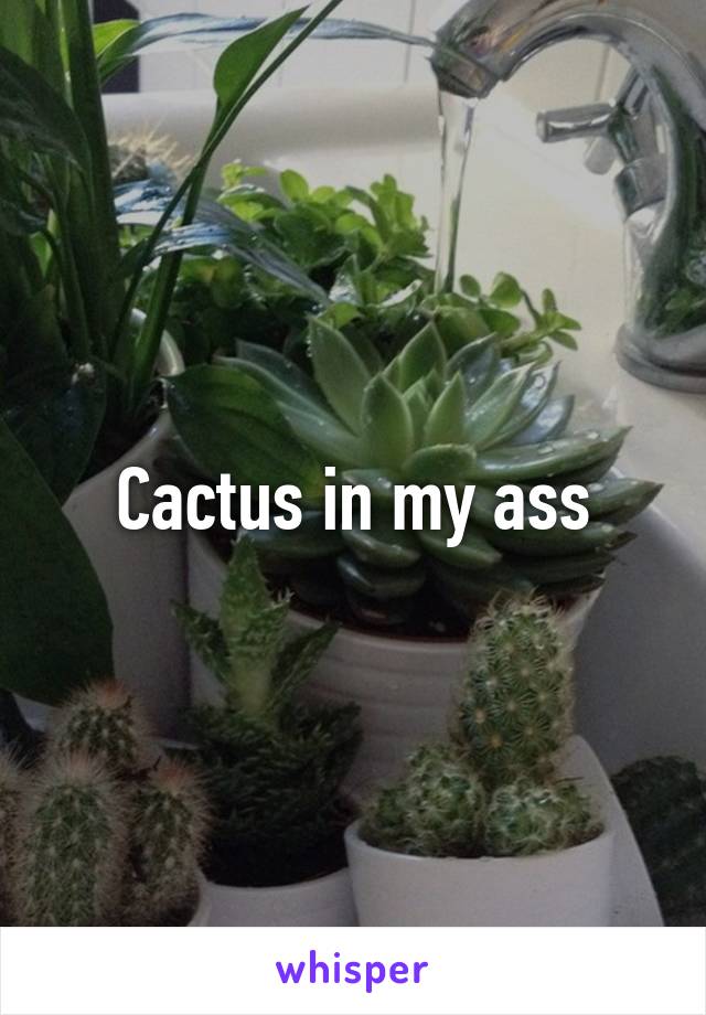 Cactus in my ass