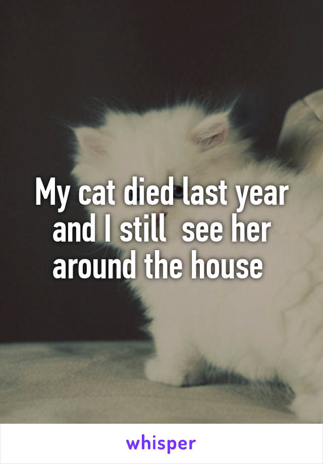 My cat died last year and I still  see her around the house 