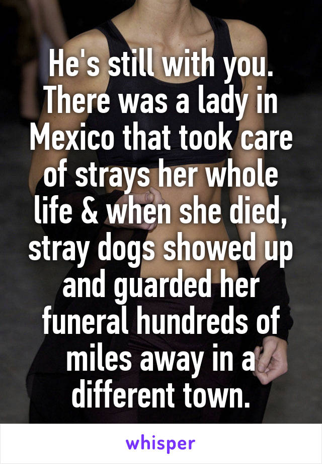 He's still with you. There was a lady in Mexico that took care of strays her whole life & when she died, stray dogs showed up and guarded her funeral hundreds of miles away in a different town.