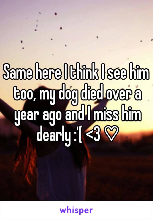 Same here I think I see him too, my dog died over a year ago and I miss him dearly :'( <3 ♡
