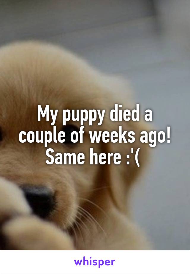 My puppy died a couple of weeks ago! Same here :'( 