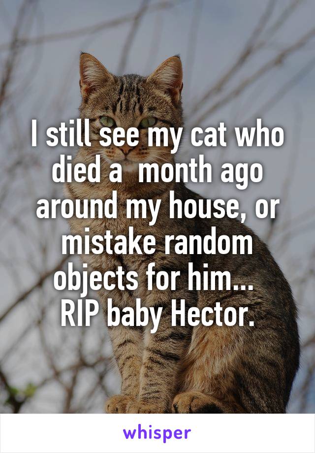 I still see my cat who died a  month ago around my house, or mistake random objects for him... 
RIP baby Hector.