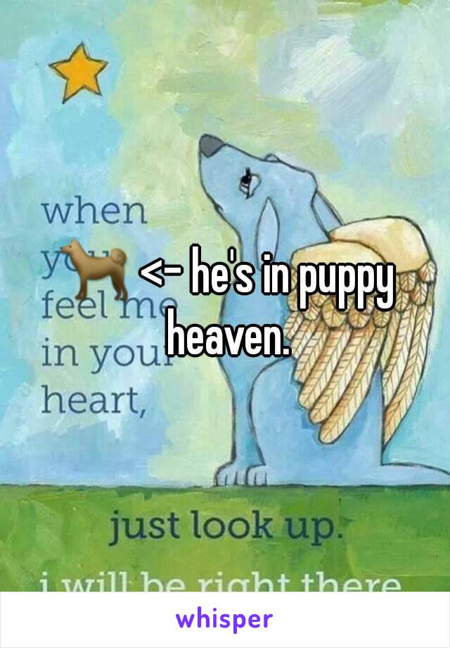 🐕 <- he's in puppy heaven.