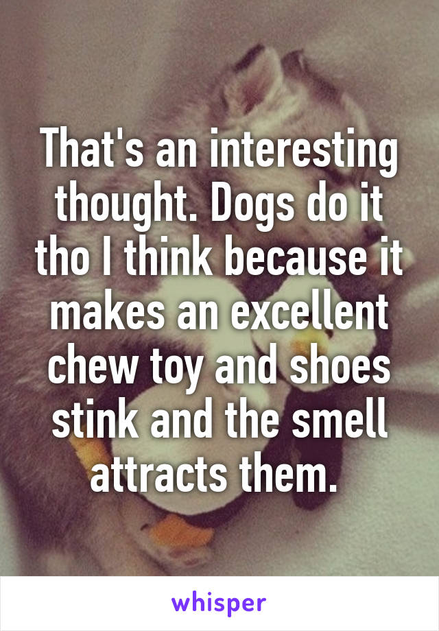 That's an interesting thought. Dogs do it tho I think because it makes an excellent chew toy and shoes stink and the smell attracts them. 