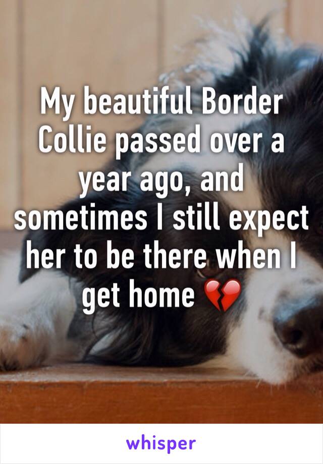 My beautiful Border Collie passed over a year ago, and sometimes I still expect her to be there when I get home 💔