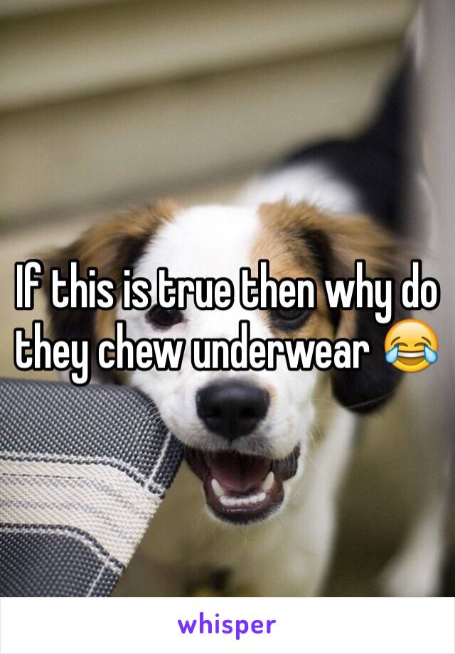 If this is true then why do they chew underwear 😂