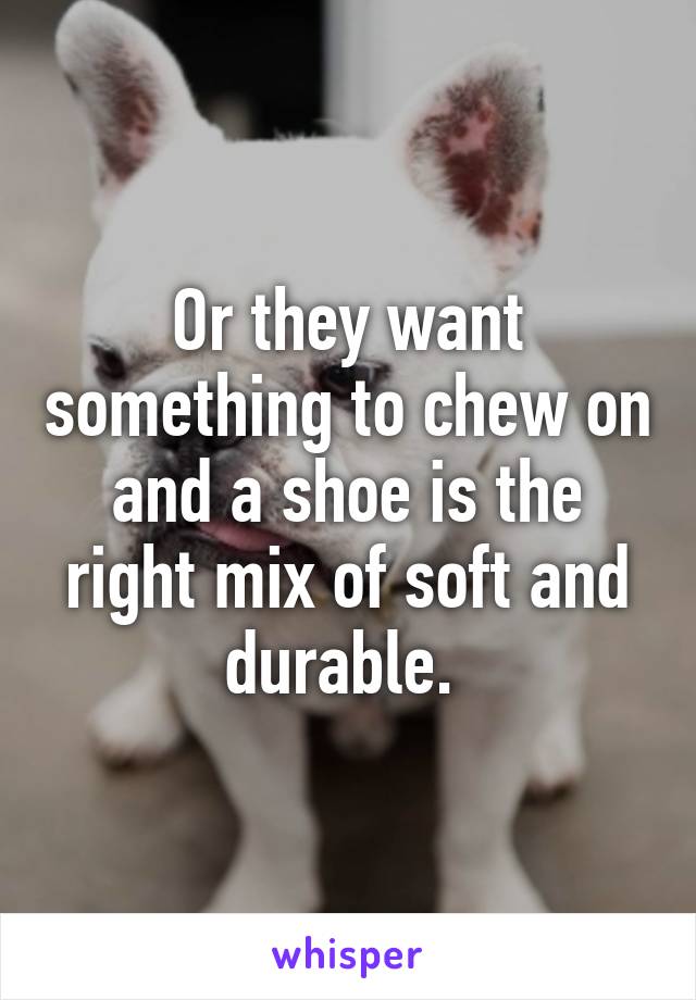 Or they want something to chew on and a shoe is the right mix of soft and durable. 
