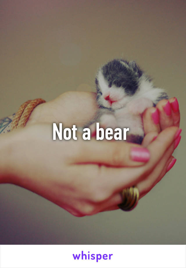 Not a bear 