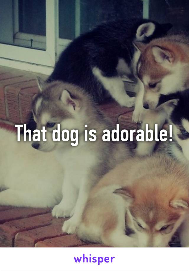 That dog is adorable!