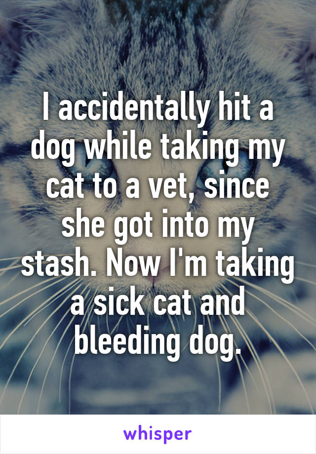 I accidentally hit a dog while taking my cat to a vet, since she got into my stash. Now I'm taking a sick cat and bleeding dog.